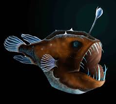 Angler Fish Drawing Pdf Etsy In 2020 Fish Drawings Angler Fish Drawing Angler Fish