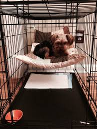 Puppy Quilted Hammock Great Space Maker For Lil Pups Fred Loves Marley Puppies Dog Hat Pet Dogs