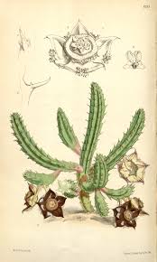 Image result for Duvalia polita