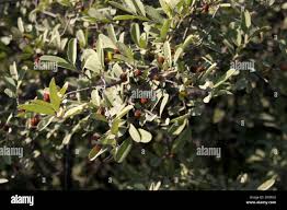 Image result for Grewia monticola