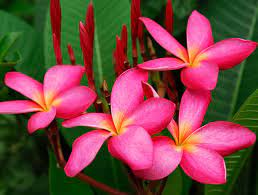 Check spelling or type a new query. Planting And Care Of Frangipani Plumeria Mygarden Com