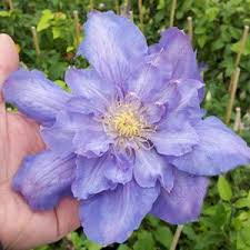 Clematis Vyvyan Pennell Clematis Garden Clematis Varieties Clematis