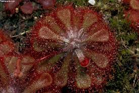 Image result for Drosera dielsiana