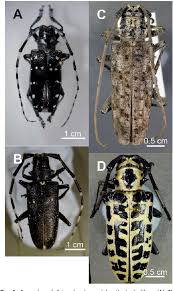 Validating and refining risk assessment models. Pdf Asian Longhorned Beetle Coleoptera Cerambycidae An Introduced Pest Of Maple And Other Hardwood Trees In North America And Europe Semantic Scholar