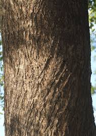 Image result for Stereospermum harmsianum