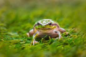 However, if the calls are keeping you awake, or if there are frogs getting into your swimming pool, there are two things you can do. How To Get Rid Of Frogs The Most Useful Methods X Pest