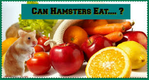 Can Hamsters Eat Hamster Safe Food List Dwarfhamsterhome Com