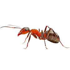 Pest control services in dallas & houston, texas. Identificacion Y Control De Las Hormigas Bravas