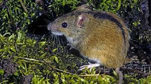 Hantavirus pulmonary syndrome (hps) is one of two potentially fatal syndromes of zoonotic origin caused by species of hantavirus. Gute Nachricht Warum 2020 Kein Hanta Virus Jahr Wird Mdr De