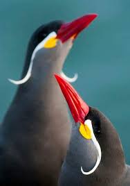 Birds That Look Like Penguins Pin By Nicole On That S For The Birds Pet Birds Colorful Birds Beautiful Birds