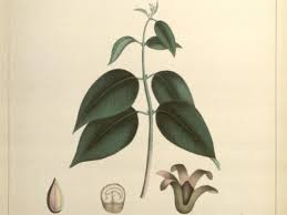 Maybe you would like to learn more about one of these? Air Kapur Barus Minuman Ahli Surga Historia