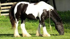Gypsy Vanner Or Irish Cob Colors Height And Prices