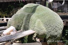 Do you want to recommend grigsby cactus gardens? Alien Cacti At Grigsby