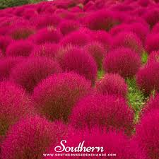 Image result for Buchnera keilii