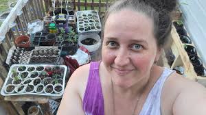 Transplanting cabbage from a jar to the ground