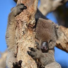 Ogni anno questi animali uccidono dai 15 ai 20 cacciatori di miele. Dove Vive Il Koala