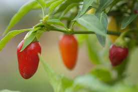 If you want the freshest produce possible learn how to plant a vegetable garden. What To Plant In Your Summer Vegetable Garden P Allen Smith