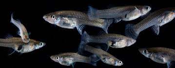 These fish are compatible with most ornamental pond fish such as koi, goldfish and carp which make them an excellent addition to any pond. Mosquito Fish Sarasota County Fl