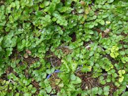 Image result for Pimpinella