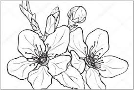 Kami telah menyajikan contoh gambar sketsa bunga, gambar bunga, serta contoh lukisan beraneka macam bunga, seperti bunga matahari, mawar, tulip, sakura, teratai, sepatu, melati, dll Gambar Bunga Sakura Pensil