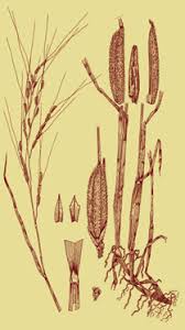 Image result for Urochloa xantholeuca