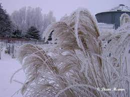 Winter Interest Using Ornamental Grasses Picket Fence Greenhouse Gardens Ornamental Grasses Landscape Design Winter Garden