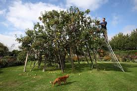 Please note that not all 2. 250 Varieties Of Apple On One Tree Thanks To A Bit Of Hard Grafting Over The Years Daily Mail Online