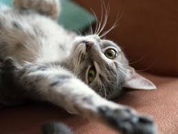 What Happens When A Cat Is Spayed Cat In Heat Cat In Heat Remedies Cats