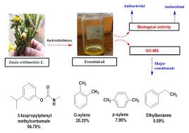 Image result for Rhaphiostylis beninensis