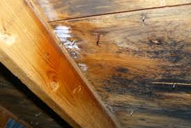 Because mold likes to grow in a dark area, it may not be visible right. What To Do If You Find Mold In Your Home