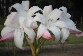 Image result for Crinum walteri