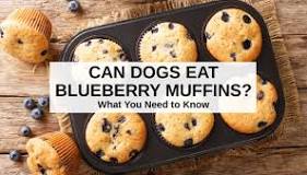 what-kind-of-muffins-can-dogs-have
