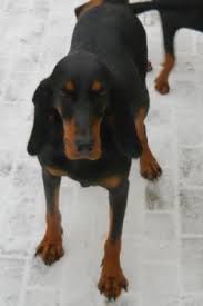 Image result for jurský honič