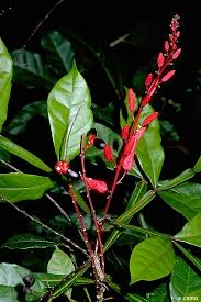 Image result for Quassia undulata