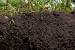 Peat Moss