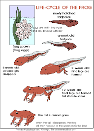 Life Cycle Of A Frog Print Out Life Cycles Preschool Science Homeschool Science