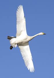 宮本 桂 on twitter animals bird birds