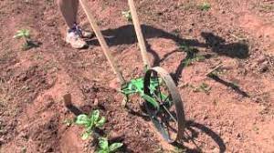 This technique is called straddling and it literally cuts your work in half. Hoss Wheel Hoe Garden Tool Youtube