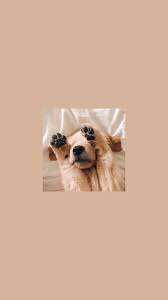 I Created This Wallpaper But Credits To The Owner Of The Picture Dog Wallpaper Golden Retriever Wallpaper Cute Dog Wallpaper
