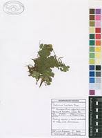 Image result for Salvinia hastata