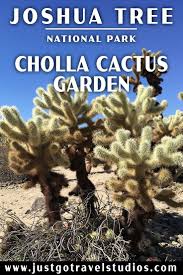 Cholla cactus garden yakınlarında yapılacak şeyler. Cholla Cactus Garden In Joshua Tree National Park Joshua Tree National Park National Parks National Parks Usa Road Trips