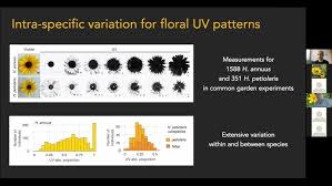 Image result for Brachythrix pawekiae