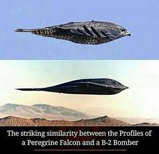 Pin By Brook Groves On Aminals And Vegan Pins Wake Up World Aviation Humor Horse Rescue Military Heroes