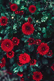 Macro Photography Of Blooming Red Chrysanthemum Flowers Photo Free Plant Image On Unsplash Plant Images Red Chrysanthemums Flower Photos
