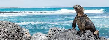 Pinzones de darwin (islas galápagos). Evolution Of Power On The Galapagos 2018 Siemens Global
