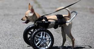 Custom Hand Built Dog Wheelchair Ruff Rollin Dog Wheelchair Diy Dog Wheelchair Disabled Dog