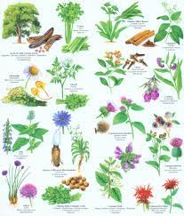 Sometimes it is exhausting to look for apps or videos that satisfy our concerns. Herbs Spices And Medicinal Plants English Spanish Nhbs Field Guides Natural History