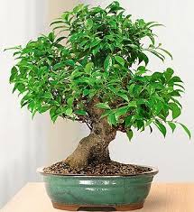 From the collection of the national bonsai and penjing mueseum at the united states national arboretum. Golden Gate Ficus Bonsai Bonsai Tree Bonsai Ficus Bonsai Garden