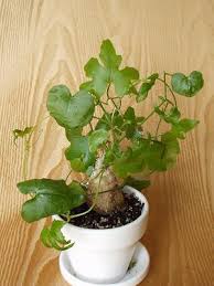 Image result for Kedrostis capensis