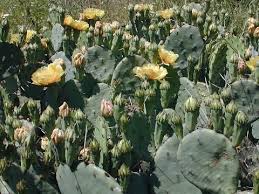 But if the weather conditions allow, for example. Eastern Prickly Pear Cactus Devil S Tongue Tennessee Smart Yards Native Plants